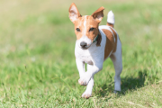 飼い犬と遊び中、スキをついて飼い主が姿を消した結果ｗｗｗ　海外の反応