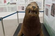 韓国人「日本人が乱獲絶滅させた『竹島アシカ』の剥製を展示して日本が竹島領有権展示館をリニューアル！」→「日本はそれが自慢なの？」　韓国の反応