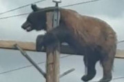 海外の反応　「なんで救助しなかった？」クマが電柱に登り…