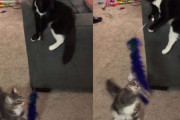 はい釣れた！猫が猫を猫じゃらしでじゃらすという珍百景