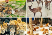 海外「猫島やうさぎ島…これらは日本の生物学的隔離実験に違いない」何故日本は一種類の動物が支配する島や町があるのか（海外の反応）