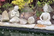 庭をこんな風に作ってあげるとカモが遊びに来て、安心して卵を産むらしい　　海外の反応