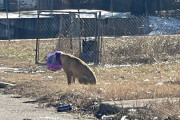 【海外】チーズボールのバケツ頭で数日間過ごした犬が、ようやく希望を見つけた話！
