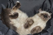 隣人が家を売り出したので物件案内の写真を見たら、自分んちの猫がベッドでくつろいでいた件