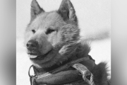 【海外】1994年に国際条約で追放された南極の最後の犬たちの物語とは？