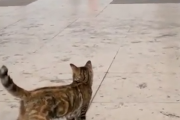 ぼんじゅーる。パリをのんびり旅する猫ちゃんになりたい。海外の反応