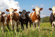 【海外】牛の群れは何と呼ばれる？「 herd 」だけじゃないその呼び名の謎を解明！
