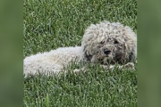 【海外】「自ら家を探しに旅立った！逃げ出した犬の感動ストーリー」