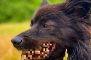 松ぼっくりを咥えただけの犬に恐怖を覚える人が続出！ 只者じゃない感がすごいｗｗｗｗｗ
