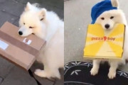 サモエドがお届けモノを運ぶ姿が可愛い！デリバリーガール犬のマヤちゃん♪
