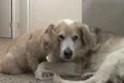 あの温和なゴールデンレトリバーがこんな表情になるなんて　猫のスリスリ攻撃にうんざりする犬　