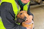 前世でつながっていた？犬とゴミ収集作業員の特別な絆が尊い