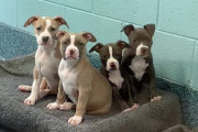 【海外】捨てられたピットブルの子犬たちが、カウボーイハットで新しい運命を手に入れた理由とは？