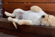 ゴールデンレトリバーの子犬がお昼寝しながらベスト・ポジションを探す姿にほっこり