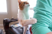 あの、かまって欲しいんですけど…。控えめに自己主張する茶白の猫ちゃんにほっこり