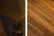 猫「獲物をしとめたよ！」ヘビを持ってくる猫に飼い主さん思わず「ギャー」　(アメリカ)