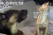 こうですか？子犬に遠吠えの正しい発音を教えるジャーマンシェパード