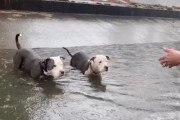 【海外】「水没した運河に取り残された犬たち—彼らを救う手はあるのか？」