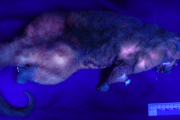 【海外】オーストラリアの哺乳類が持つ神秘的な黒光り、その正体は複数の分子にあった！