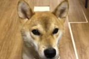 海外「この賢さはビックリしたよw」あまりに巧みに言語を操る日本のモフモフ動物が可愛くて凄いと話題に