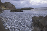海外「日本北部でイワシなどの魚が大量に海岸に打ち上げられる」→「福島汚染水！？！？」
