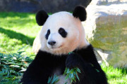 中国の街中でパンダをリードにつなぎ散歩させる光景が！ しかしよく見ると・・・