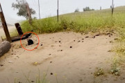 【海外】車から猫を投げ捨てる瞬間を捉えたハイカーの衝撃映像！あなたはどう思う？