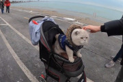 最強のシカゴガイド登場？ベビーカーで散歩する猫についついていきたくなってしまう