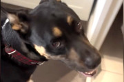【海外】「救助犬が毎朝両親のバスルームルーチンを真似する理由とは？」