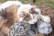 この岩だーい好き！猫型の岩と一緒に毎日お昼寝する老猫のベイビー