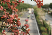 海外「わざわざ日本に行かなくても桜が見れるんだよ」シンガポールに咲く桜が美しすぎると話題に！