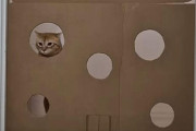 「どんな穴なら通り抜けられる？」猫の通り抜け実験