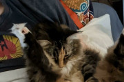 外国人「奇妙な行動をしているウチの猫を見せていくｗｗｗｗ」