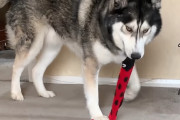不用品の靴下の山から赤い靴下を選んだハスキー犬→気に入ったので引き裂いて量産しようとする