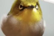 小鳥「綿棒で撫でられるときもちいんじゃ＾〜」
