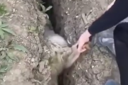 せっかく助けてあげたのにまた！？穴にハマった羊を助けてあげた優しい男の子だったが・・・。海外の反応