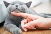 元Amazonエンジニアが猫語通訳アプリ『MeowTalk』を開発！ 使えば使うほどAIで精度が上がる模様！
