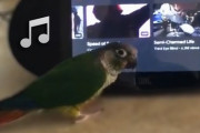 自分の好きな音楽をかけ、ノリノリで踊り出すインコ