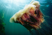 【海外】8フィートの幅と60フィートの触手を持つ巨大クラゲ、海の怪物現るｗ
