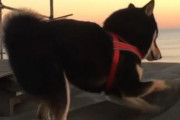 海外「これはとても可愛らしいなw」夕焼けの砂浜で砂をホリホリする日本の柴犬があまりに愛らしくて癒されると話題に