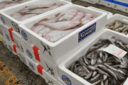韓国人「福島汚染水放流後は原発周辺の魚を毎日調査するそうだ…」