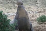 頑張って気合を入れようとするけど、結局むりだったゾウアザラシの映像がこちら 海外の反応