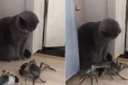 平成最後の猫カニ合戦。その結末は？