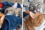チューからのハグ…そしてペロペロ。恋人同士のようなボブキャットとトラ猫にほっこり