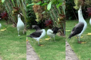 アホウドリのプロポーズ、パートナーを亡くした者同士の求愛ダンス