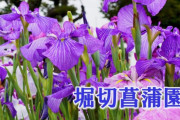 東京都葛飾区にある堀切菖蒲園があまりにも美しいと話題に（海外の反応）