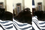 飼主さんの足が動くとパワーアップして噛み付く猫ちゃん