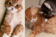 【海外】「10歳の優しい猫が、勇気を得るために仲間猫をサポートする感動のストーリー」