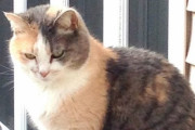 死んだ飼い猫を埋葬した女性、ふと自宅を見やると葬式をガン見する愛猫の姿がｗｗｗｗｗ