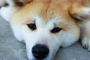 日本の「右フックするムキムキ犬」が海外でも話題に！【タイ人の反応】